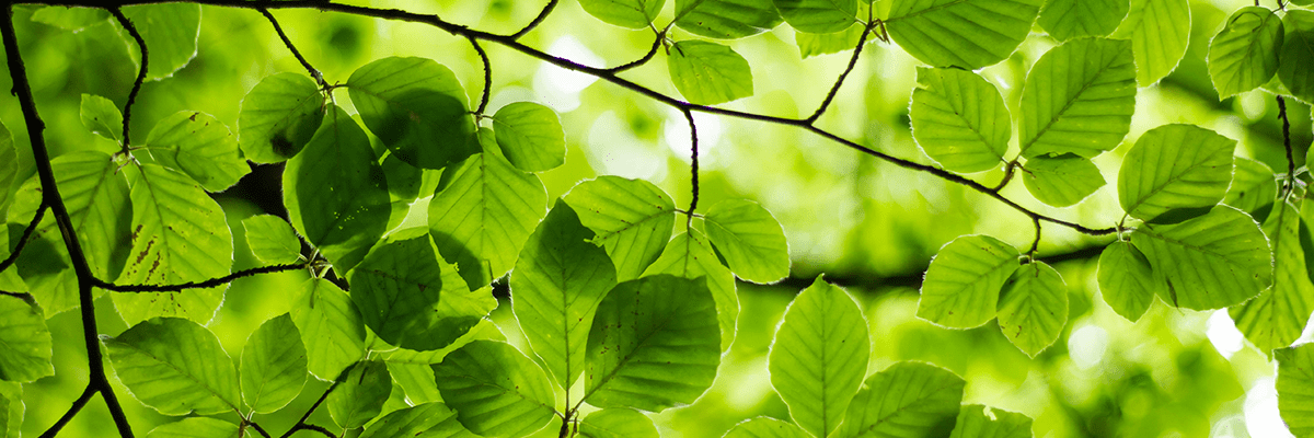 icomm-mb-habitat-leaves icomm-mb-habitat-leaves